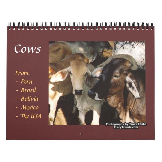 Calendário Animais De Criação De Vaca (Capa)