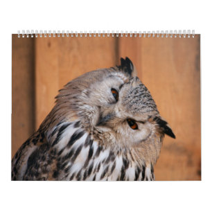 Calendário Animais Olhando Para Você