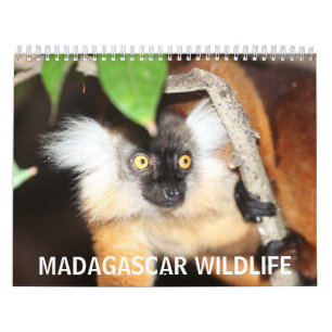 Calendário Animais selvagens de Madagascar