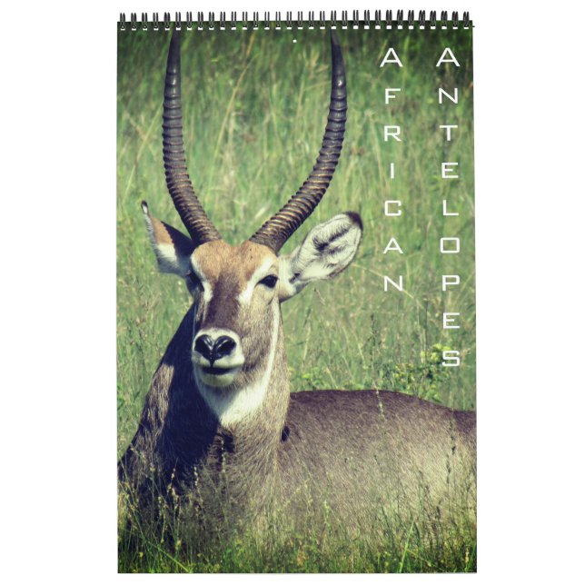 Calendário antelope safari africano 2025 (Capa)