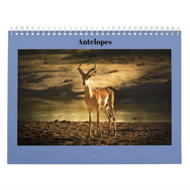Calendário Antílopes (Capa)