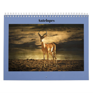 Calendário Antílopes