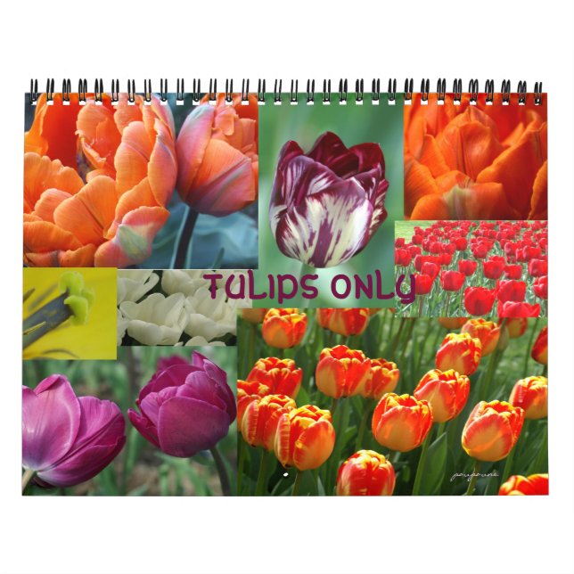 Calendário apenas tulipas (Capa)