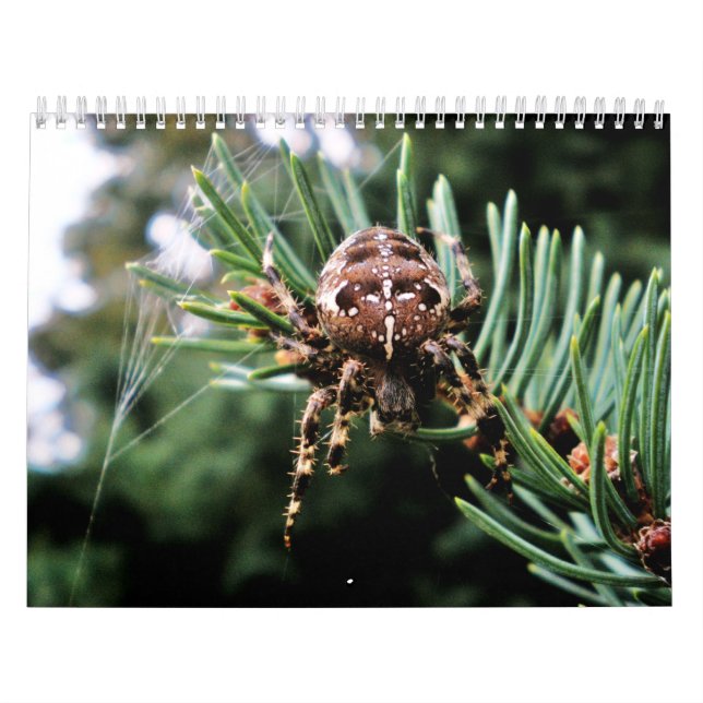 Calendário Arachnida (Capa)