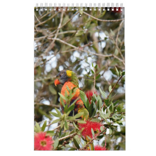 CALENDÁRIO ARCO-ÍRIS LORIKEET QUEENSLAND RURAL AUSTRÁLIA
