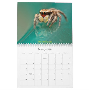 Calendário As aranhas mais giras
