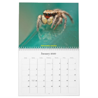 Calendário As aranhas mais giras