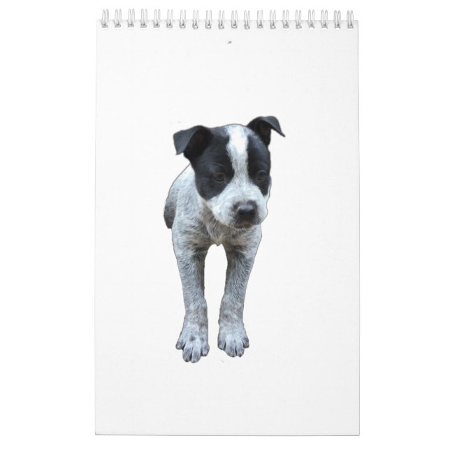 Calendário australiano do cão do gado (Verso)