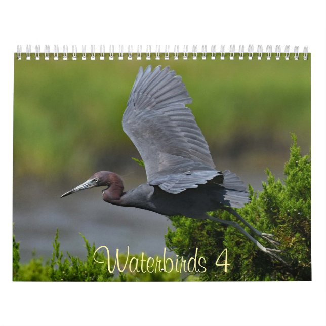 Calendário Aves aquáticas 4 (Capa)