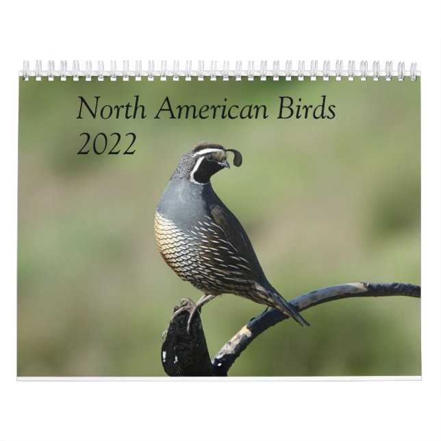 Calendário - Aves da América do Norte (Capa)
