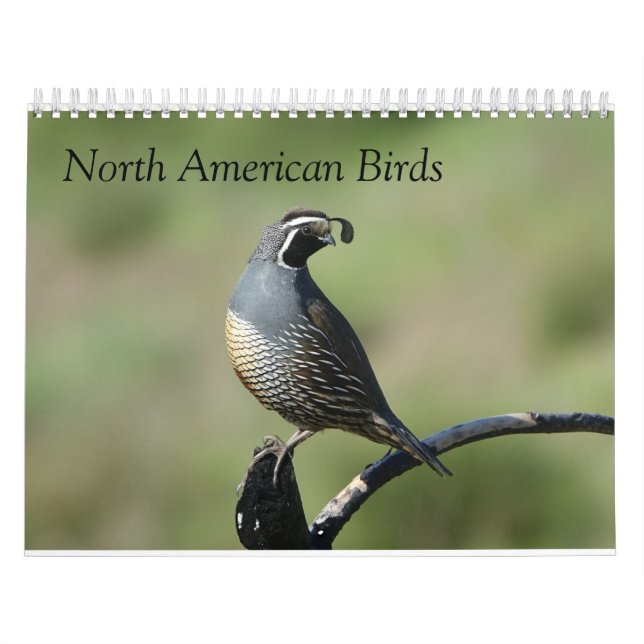 Calendário - Aves da América do Norte (Capa)