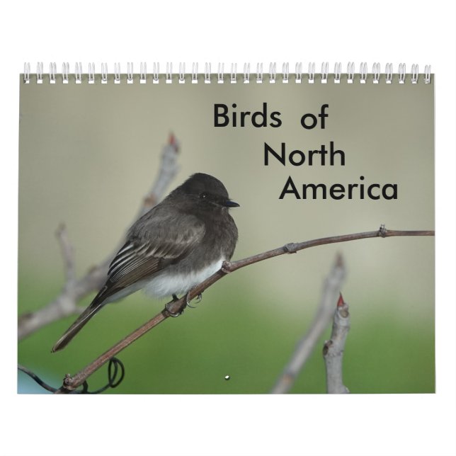 Calendário Aves da América do Norte 2011 (Capa)