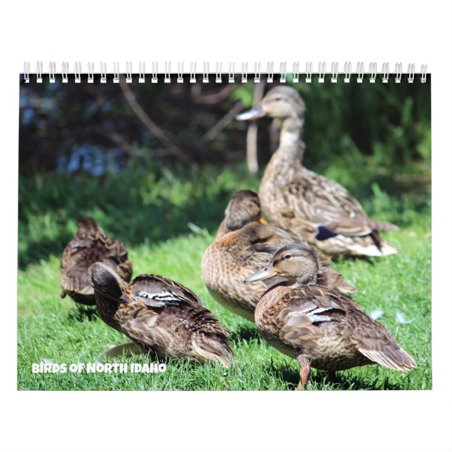 Calendário Aves do Norte de Idaho (Capa)