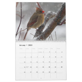 Calendário Aves do quintal