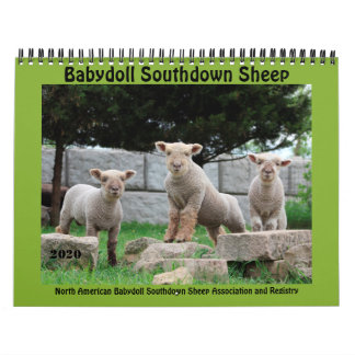 Calendário Babydoll Southdown Sheep 2020 NABSSAR Calendar