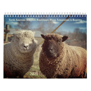 Calendário Babydoll Southdown Sheep 2021 NABSSAR Calendar