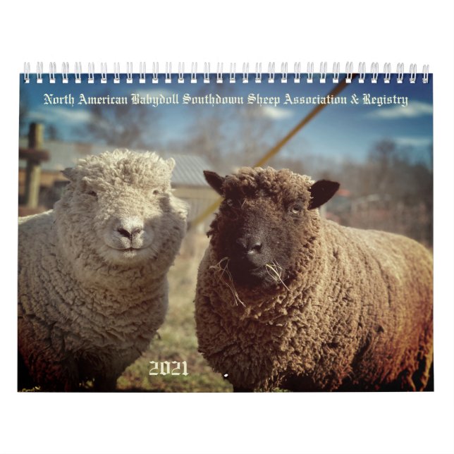 Calendário Babydoll Southdown Sheep 2021 NABSSAR Calendar (Capa)