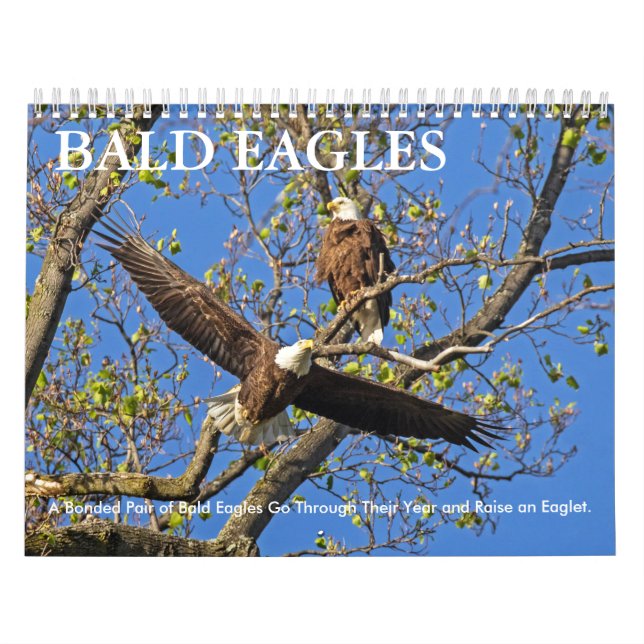 CALENDÁRIO BALD EAGLE LIFE (Capa)
