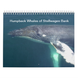 Calendário Baleias de Humpback do banco de Stellwagen