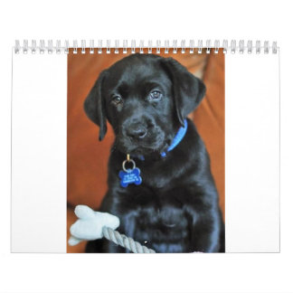 Calendário beauty-the-labrador-retriever_42196_2010-02-24_w45