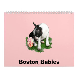 Calendário Bebês 2 de Boston