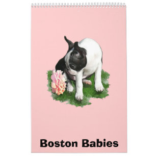 Calendário Bebês de Boston
