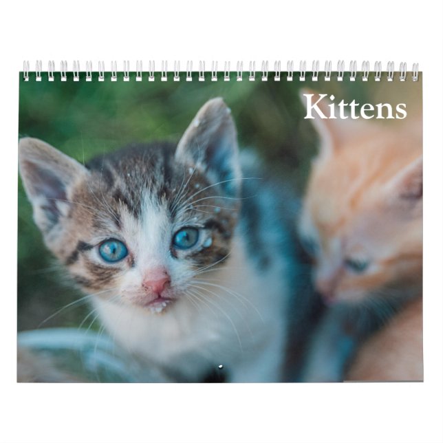 Calendário Bebês Gatos Fofos 2027 (Capa)