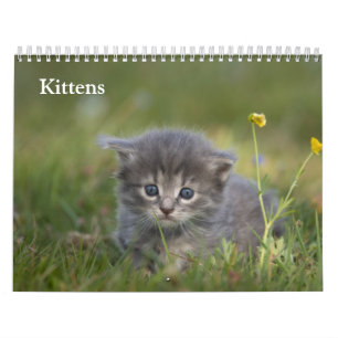 Calendário Bebês Gatos Fofos 2027