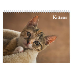 Calendário Bebês Gatos Fofos 2027