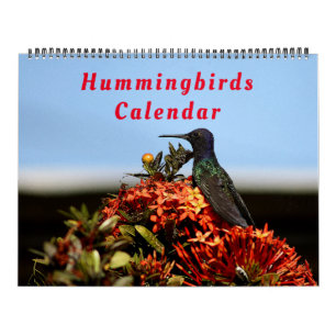 Calendário Belas Aves Hummingbird - Pássaros Coloridos Bonit