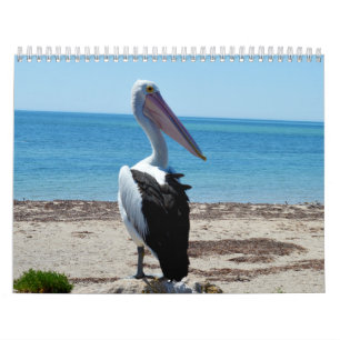 Calendário Beleza do australiano dos pelicanos 2019,