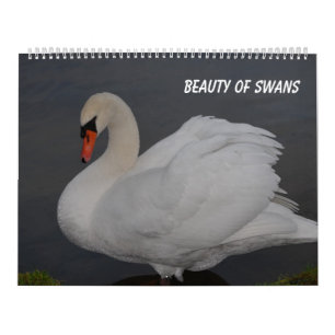 Calendário Beleza dos cisnes