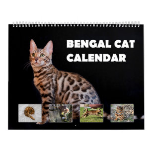 Calendário Bengala Cat