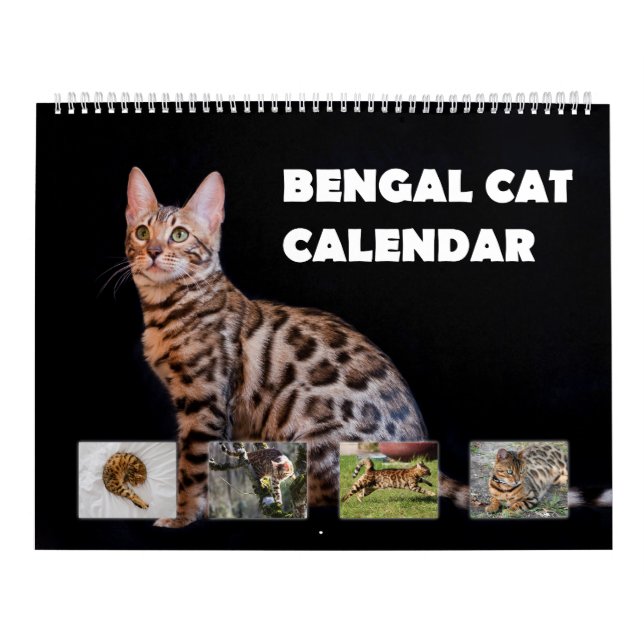 Calendário Bengala Cat (Capa)