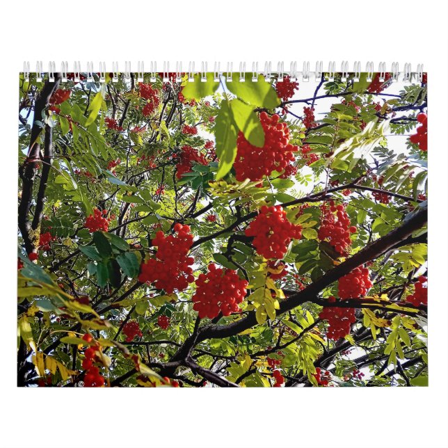 Calendário Berries (Capa)