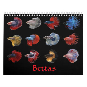 Calendário Betta Fish Calendar