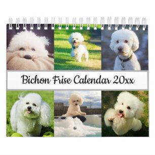 Calendário Bichon Frise