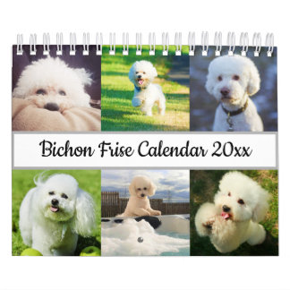 Calendário Bichon Frise