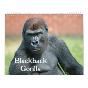 Calendário Blackback Gorilla