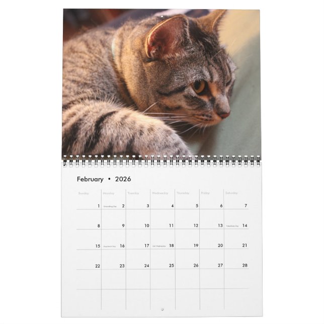 Calendário Blue the Cat - Calendar 2021 (Fev 2026)