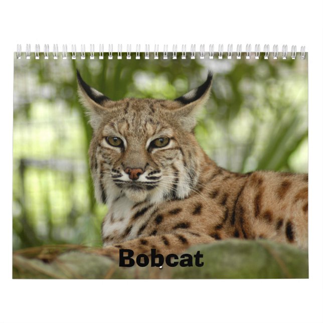 Calendário BobcatBCR031, lince (Capa)