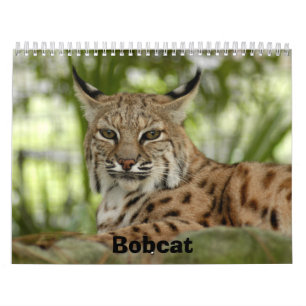 Calendário BobcatBCR031, lince