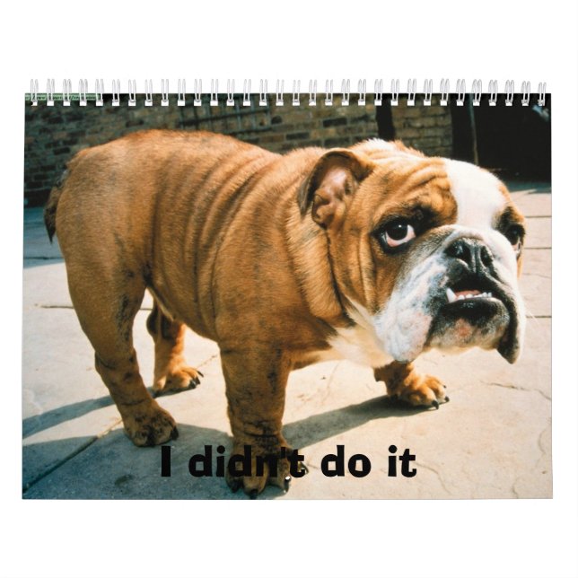 Calendário Boias de Cachorro (Capa)