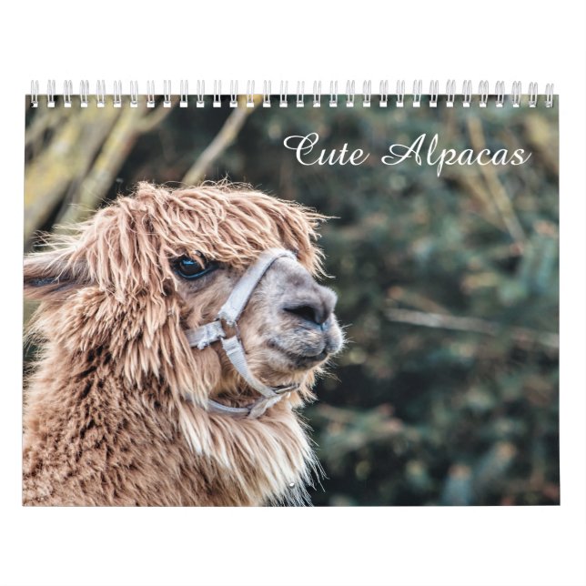 Calendário bonito da alpaca inteiramente (Capa)