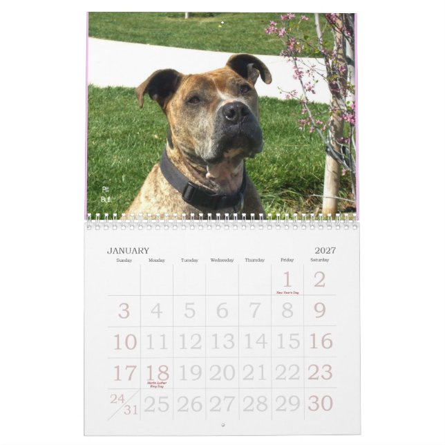 Calendário bonito do cão de Bullys 2011 (Jan 2027)