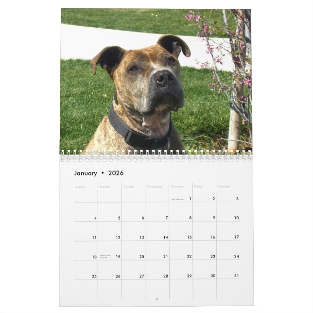 Calendário bonito do cão de Pitbulls 2014 (Jan 2026)
