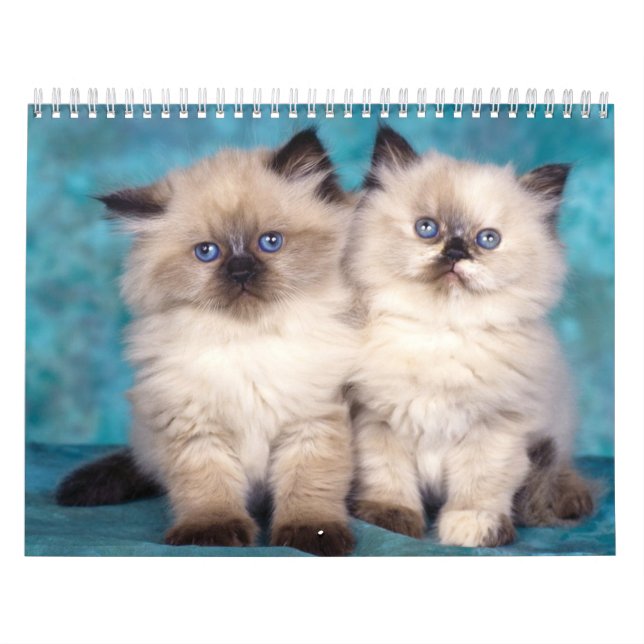 Calendário bonito dos gatinhos (Capa)
