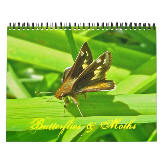 Calendário - Borboletas e Mantas (Capa)