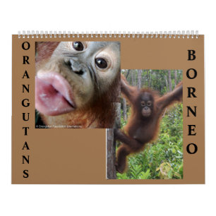 Calendário Borneo Orangutans