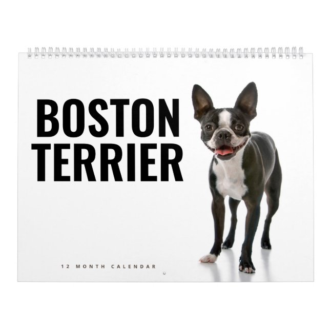 Calendário Boston Terrier (Capa)